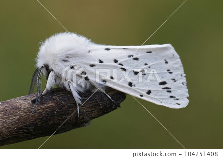 Closeup on the black spotted white ermine, moth, Spilosoma lubricipeda Closeup on the black spotted white ermine, moth, Spilosoma lubricipeda 104251408
