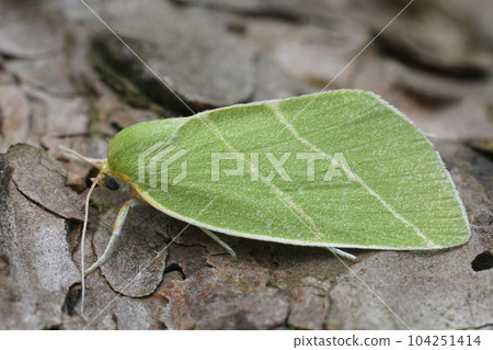 Closeup on the colorful green Scarce Silver-lines owelt moth, Bena bicolorana Closeup on the colorful green Scarce Silver-lines owelt moth, Bena bicolorana 104251414