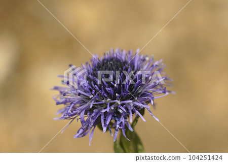 Closeup on the blue flower of the Common globularia Globularia vulgaris against a brown background 104251424