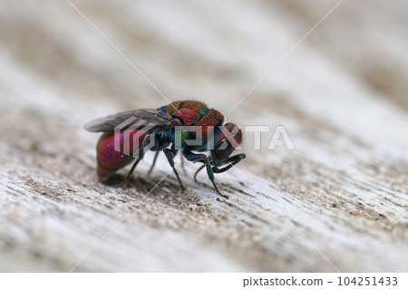 Closeup on a colorful metallic jewel wasp, Chrysura purpureifrons, a parasite on solitary bees Closeup on a colorful metallic jewel wasp, Chrysura purpureifrons, a parasite on solitary bees 104251433