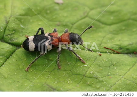 Close-up n the colorful European red-bellied clerid beetle, Thanasimus formicarius on a green leaf Close-up n the colorful European red-bellied clerid beetle, Thanasimus formicarius on a green leaf 104251436