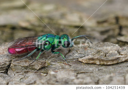 Closeup on the colorful metallic green to red Chrysula refulgens cuckoo jewel wasp sitting on wood Closeup on the colorful metallic green to red Chrysula refulgens cuckoo jewel wasp sitting on wood 104251439