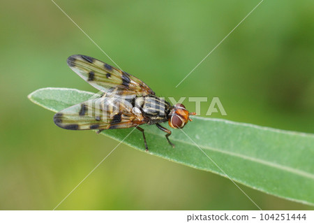 Closeup on the Mediterranean picture-winged flies, Otites porcus , sitting on top of grass straw Closeup on the Mediterranean picture-winged flies, Otites porcus , sitting on top of grass straw 104251444