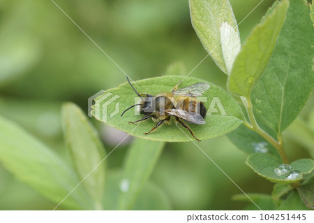 Closeup on a male red mason bee, Osmia rufa sitting on a green leaf in the garden 104251445