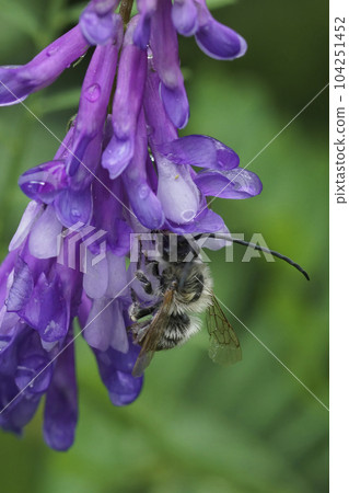 Closeup on a Madeiterranean male longhorn bee, Eucera on a purple Vetch flower Closeup on a Madeiterranean male longhorn bee, Eucera on a purple Vetch flower 104251452