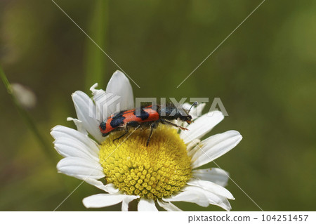 Closeup on a colorful red hairy bee-eating beetle, Trichodes alvearius sitting on an Ox-eye daisy flower 104251457