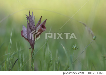 Closeup on the red colored Long-lipped tongue orchis, Serapias vomeracea against a green natural blurred background 104251466