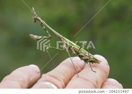 Closeup on the Mediterranean cone-headed mantis, Empusa pennatasitting on a hand 104251497