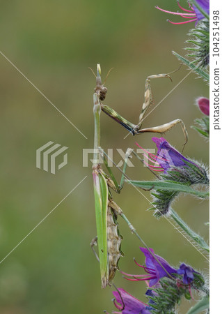 Closeup on the Mediterranean cone-headed mantis, Empusa pennata on a blue Echium vulgare flower 104251498