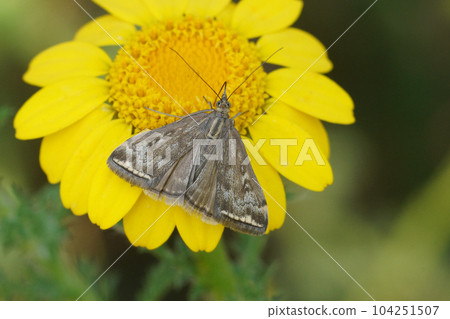 Closeup on the diurnal Beet webworm crambid moth, Loxostege sticticalis sitting on a yellow flower Closeup on the diurnal Beet webworm crambid moth, Loxostege sticticalis sitting on a yellow flower 104251507