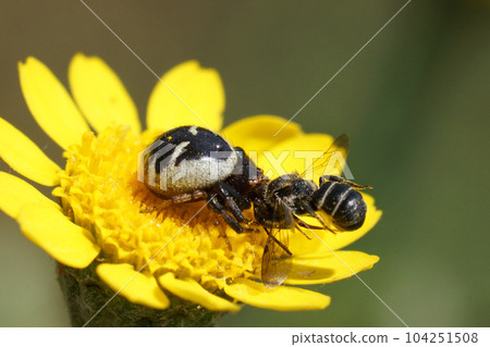 Closeup on a Napolean spider, Synema globosum predating on a Heriades crenulata solitary resin bee 104251508