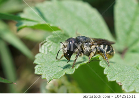 Closeup on a small female Jersey Mason Bee, Osmia niveata sitting on a green leaf 104251511