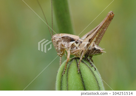 Closeup on a juvenile Grey Bush-cricket , Platycleis albopunctata, sitting on top of vegetation 104251514