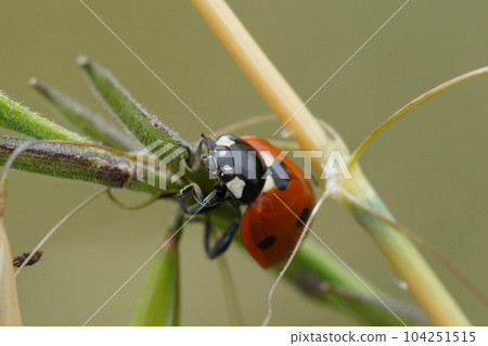 Detailed close up on the colorful seven-spot ladybird , Coccinella septempunctata Detailed close up on the colorful seven-spot ladybird , Coccinella septempunctata 104251515