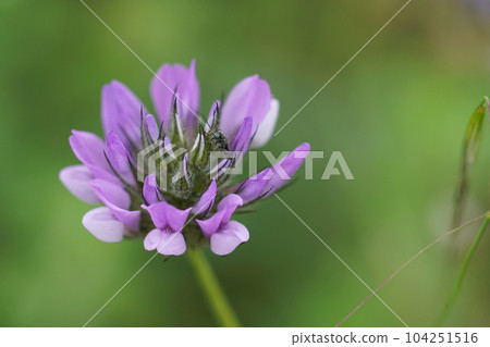 Soft focus closeup on the Mediterranean blue Arabian Pea, Bituminaria bituminosa, flower Soft focus closeup on the Mediterranean blue Arabian Pea, Bituminaria bituminosa, flower 104251516