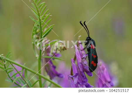 Closeup on the colorful and diurnal Narrow-bordered Five-spot Burnet moth , Zygaena lonicerae on purple Vetch Closeup on the colorful and diurnal Narrow-bordered Five-spot Burnet moth , Zygaena lonicerae on purple Vetch 104251517