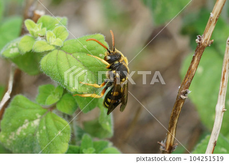 Closeup on a female of the large six-banded Nomad bee, Nomada sexfasciata crawling on green foliage Closeup on a female of the large six-banded Nomad bee, Nomada sexfasciata crawling on green foliage 104251519