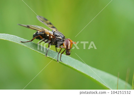 Closeup on the Mediterranean picture-winged flies, Otites porcus , sitting on top of grass straw 104251532