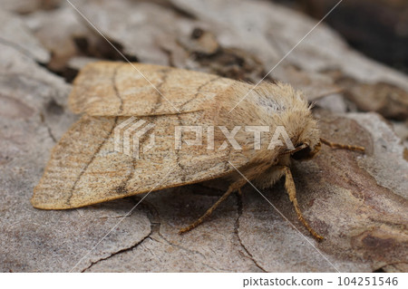 Closeup on the orange colored Treble Lines owlet moth, Charanyca trigrammica on wood 104251546