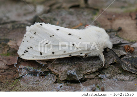 Detailed closeup on the white ermine, Spilosoma lubricipeda sitting on wood Detailed closeup on the white ermine, Spilosoma lubricipeda sitting on wood 104251550