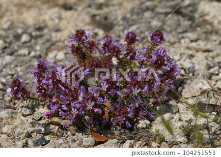 Closeup on the purple flowering Montpelier Coris, Coris monspeliensis in the Mediterranean Closeup on the purple flowering Montpelier Coris, Coris monspeliensis in the Mediterranean 104251551