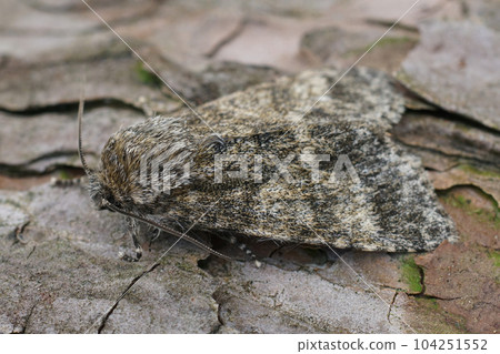 Detailed closeup on a Poplar grey owlet moth, Acronicta megacephala, sitting on wood Detailed closeup on a Poplar grey owlet moth, Acronicta megacephala, sitting on wood 104251552