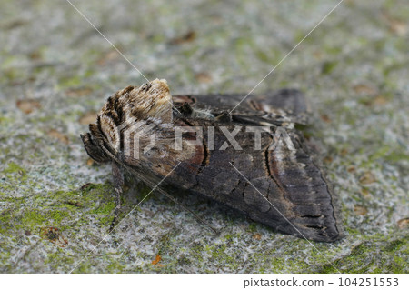 Detailed closeup on a Dark Spectacle owlet moth, Abrostola triplasia sitting on wood 104251553