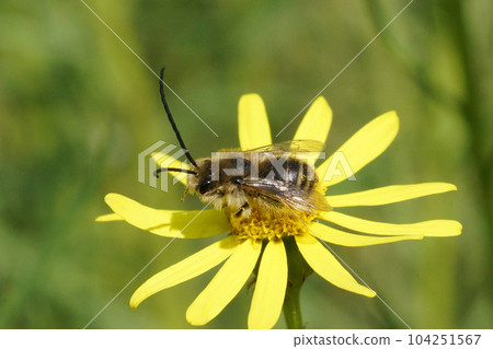 Closeup on a Mediterranean male longhorn bee, Eucera , on a yellow flower 104251567
