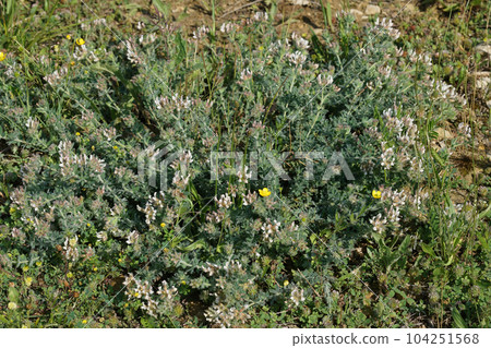 Closeup on the Hairy Canary-Clover, Lotus hirsutus in the Mediterranean 104251568