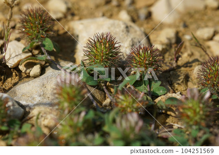 Closeup on the Burdock Clover, Trifolium lappaceum growing on the ground Closeup on the Burdock Clover, Trifolium lappaceum growing on the ground 104251569