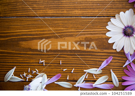Beautiful white and purple Osteospermum flowers on a wooden 104251589