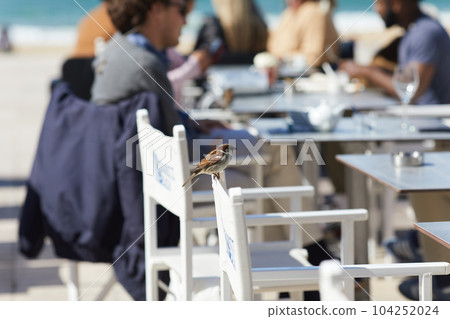 Sparrow Bird Perched On A white Chair Sparrow Bird Perched On A white Chair 104252024