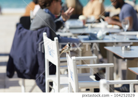 Sparrow Bird Perched On A white Chair Sparrow Bird Perched On A white Chair 104252029