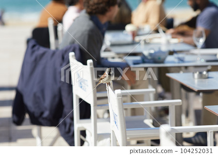 Sparrow Bird Perched On A white Chair Sparrow Bird Perched On A white Chair 104252031