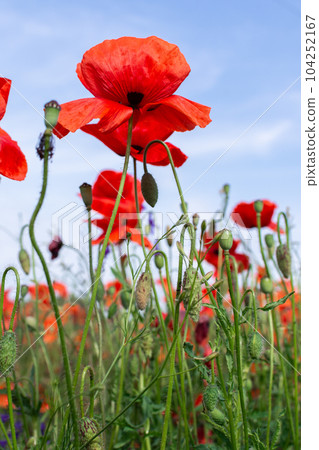 Poppies close-up against the sky Poppies close-up against the sky 104252167