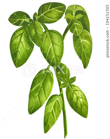 Watercolor hand paint everyday green herbs isolated: basil, dill, cilantro, arugula. Herbs isolated on white background. The perfect design for greeting card, packaging, natural and organic products.  104252305