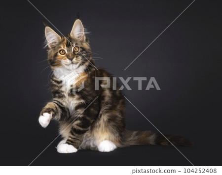 Maine Coon cat kitten on black background Maine Coon cat kitten on black background 104252408