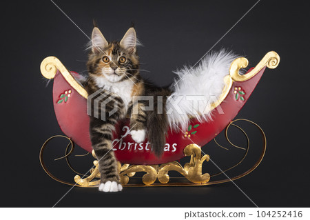 Maine Coon cat kitten on black background Maine Coon cat kitten on black background 104252416