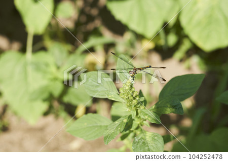 夏天蜻蜓棲息在草地上 104252478