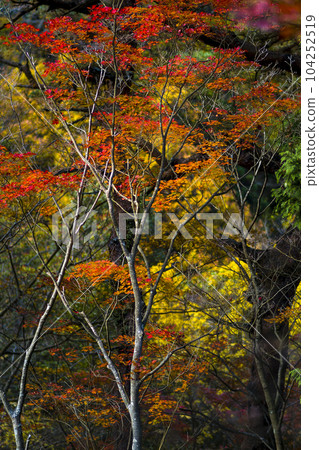 在山的秋葉 104252519