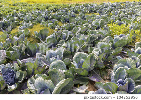Agricultural field where cabbage is grown in cabbages Agricultural field where cabbage is grown in cabbages 104252956