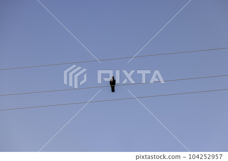 High voltage wires with birds High voltage wires with birds 104252957
