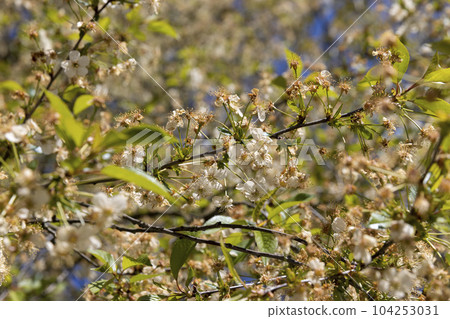cherry tree at the end of flowering with fallen and sluggish flowers 104253031