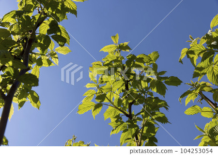 young raspberry shrub with green foliage and flowers young raspberry shrub with green foliage and flowers 104253054