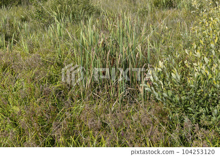 Swampy terrain with plants in summer 104253120