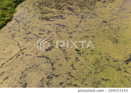 Swampy terrain with plants in summer Swampy terrain with plants in summer 104253143