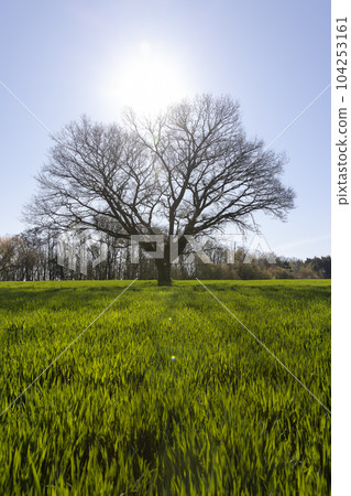 lonely growing oak without foliage in sunny weather lonely growing oak without foliage in sunny weather 104253161