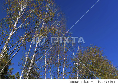 sunny autumn weather in a birch forest with a blue sky 104253163