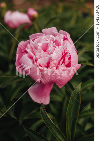 Pink peonies close-up on a blurry green background. High quality photo 104253426