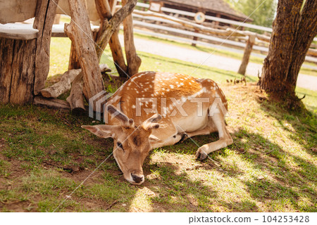 Bambi deer with antlers lying on the grass on a sunny summer day. High quality photo Bambi deer with antlers lying on the grass on a sunny summer day. High quality photo 104253428